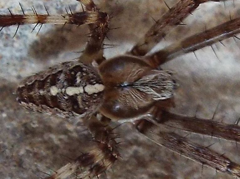 Araneus diadematus -  Vigo di Fassa (TN)